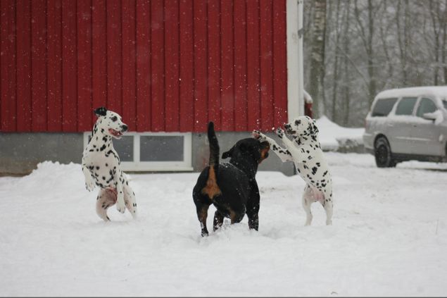 Hundarna uppskattade snön.
